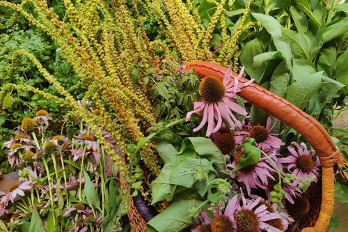 Plant Dyes from Our Farm